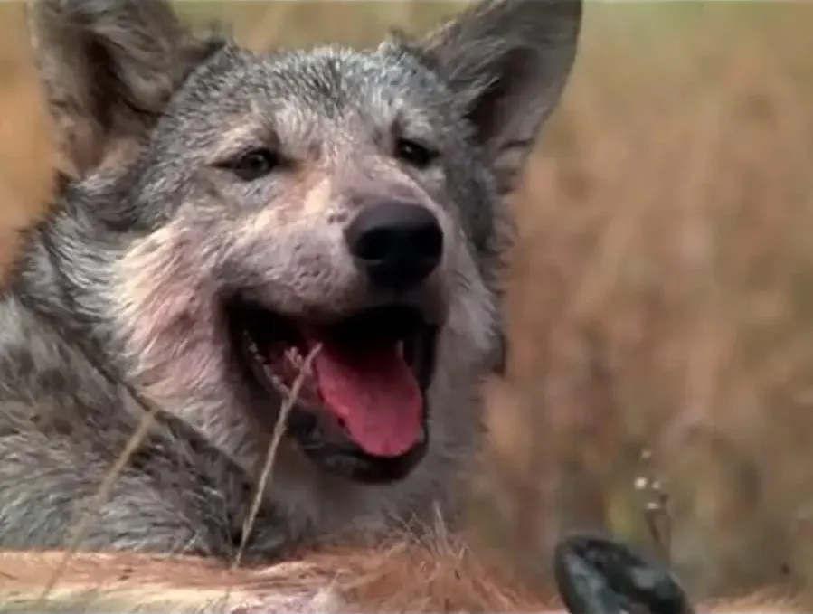 Living with Wolves online
