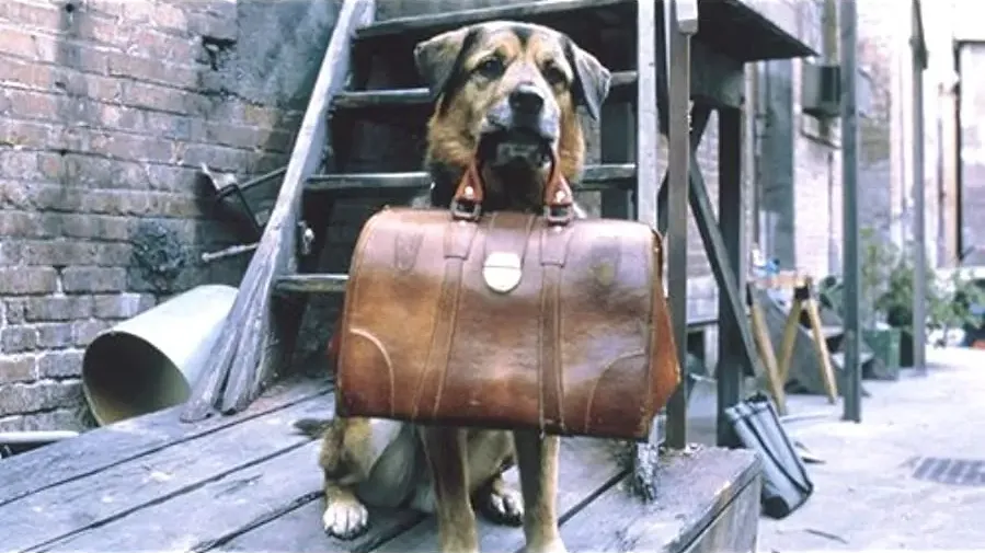 More Dogs Than Bones online
