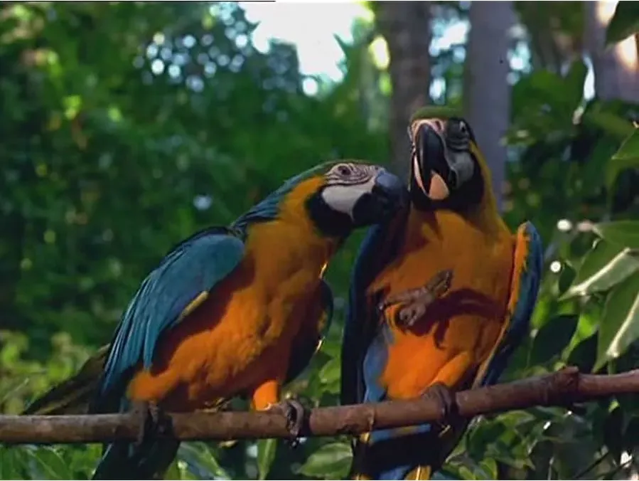 The Real Macaw online
