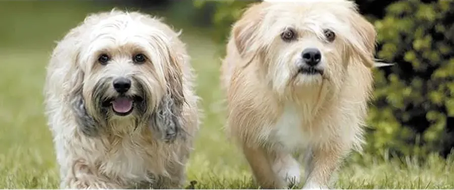 Benji: Off the Leash! online