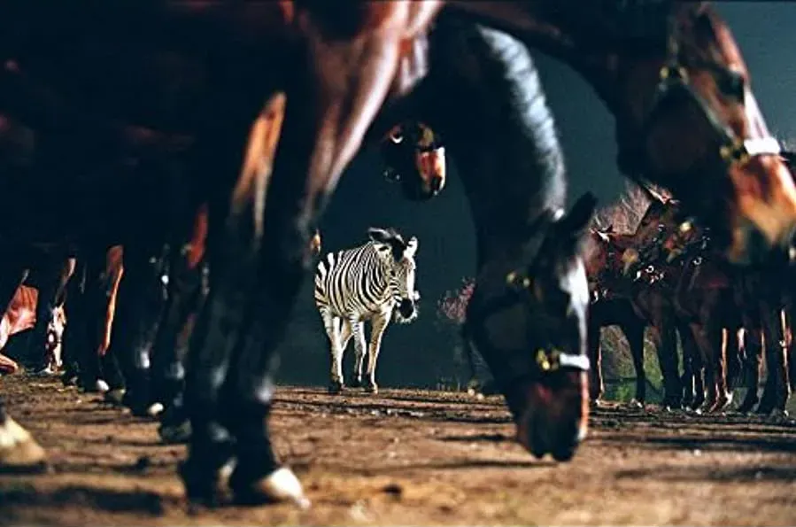 Zebra z klasą online